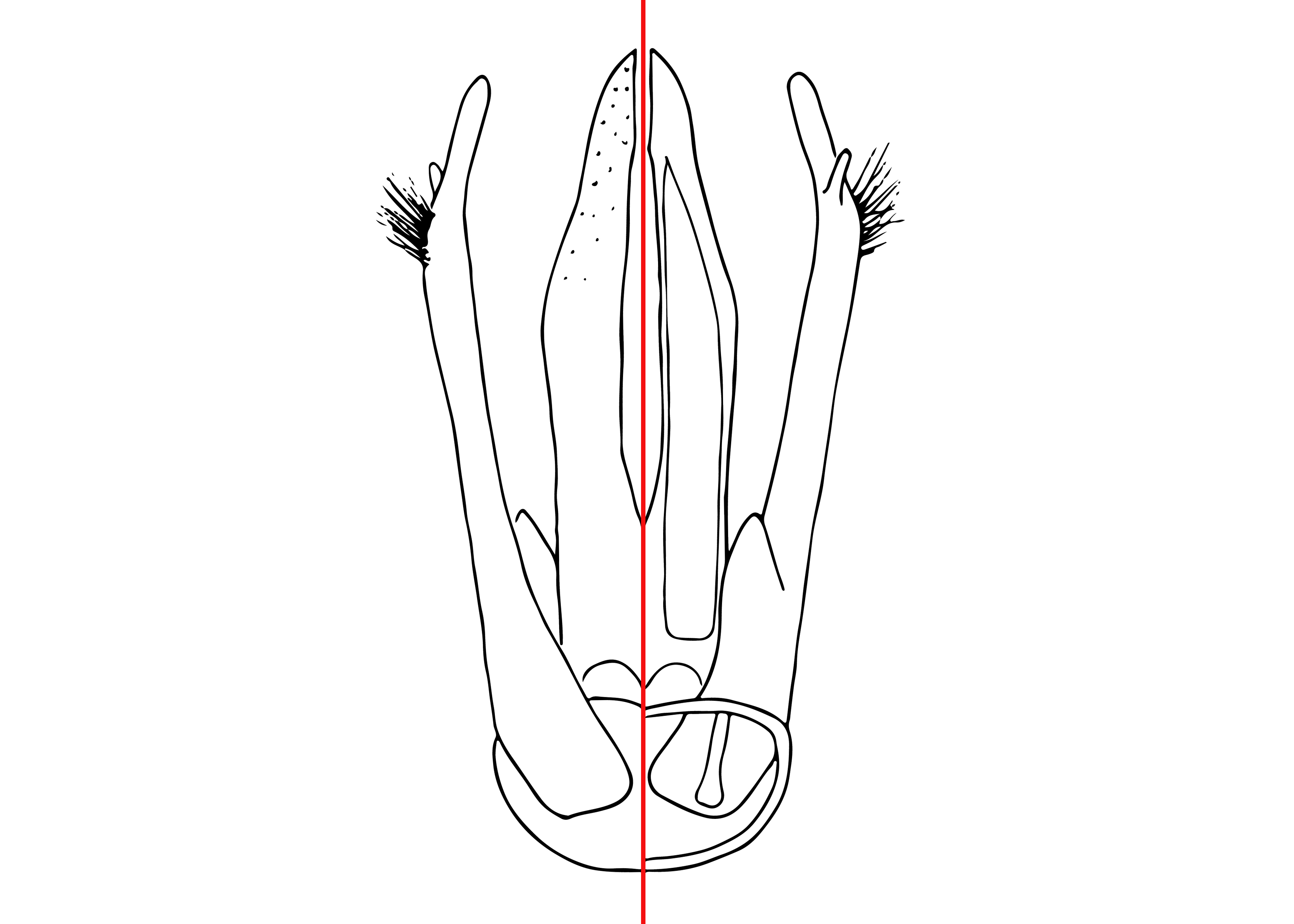   Osmia lignaria  male, diagram showing the genitalia with the dorsal view on the left side and the ventral view on the right, diagram modified from Rust 1974 

